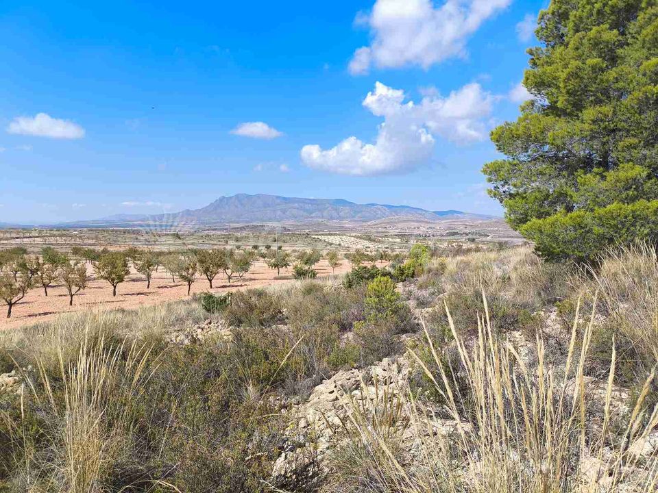 Helårsgrund i Jumilla, Murcia - foto 2